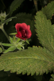 Potentilla thurberi 'Monarch's Velvet' RCP08-07 249.jpg